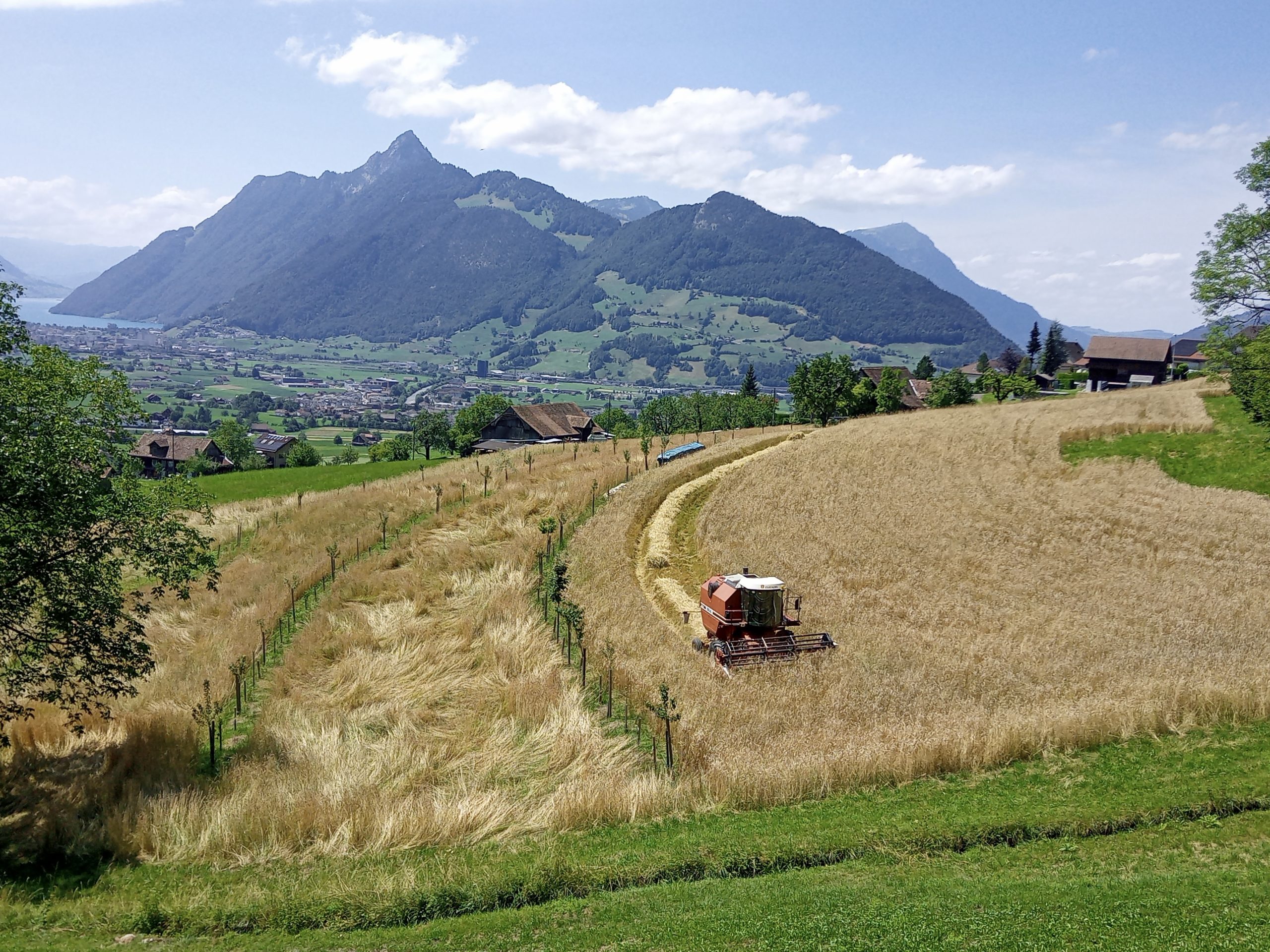 Agroforst im Ackerbau bei Meinrad Betschart, Rickenbach SZ