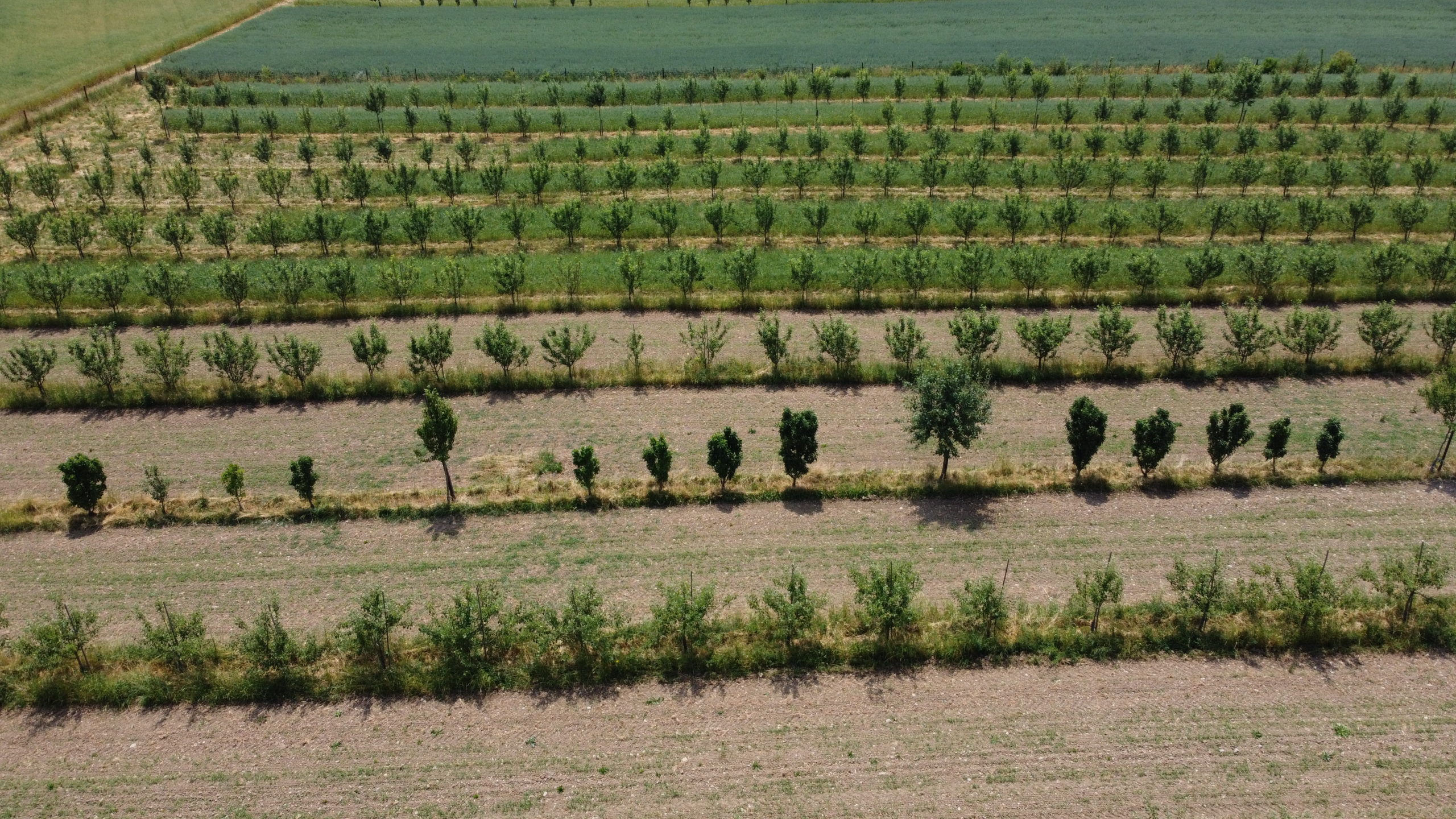 Agroforst mit Busch- und Hochstamm-Feldobstbäumen im Ackerbau bei Jürg Strauss, Rickenbach ZH