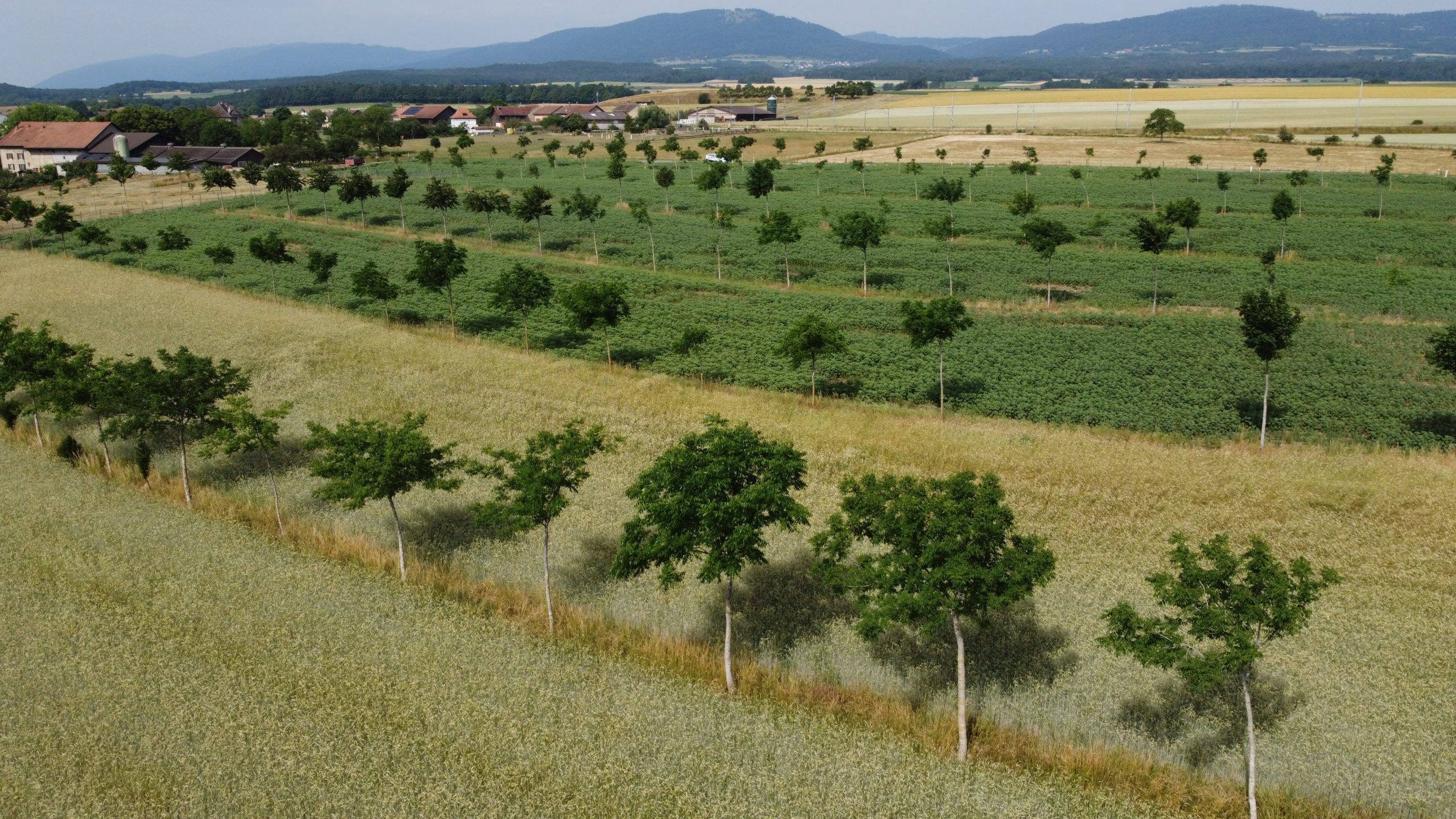 Agroforst mit Wertholzerzeugung bei Nicolas Bovet, Arnex-sur-Orbe VD