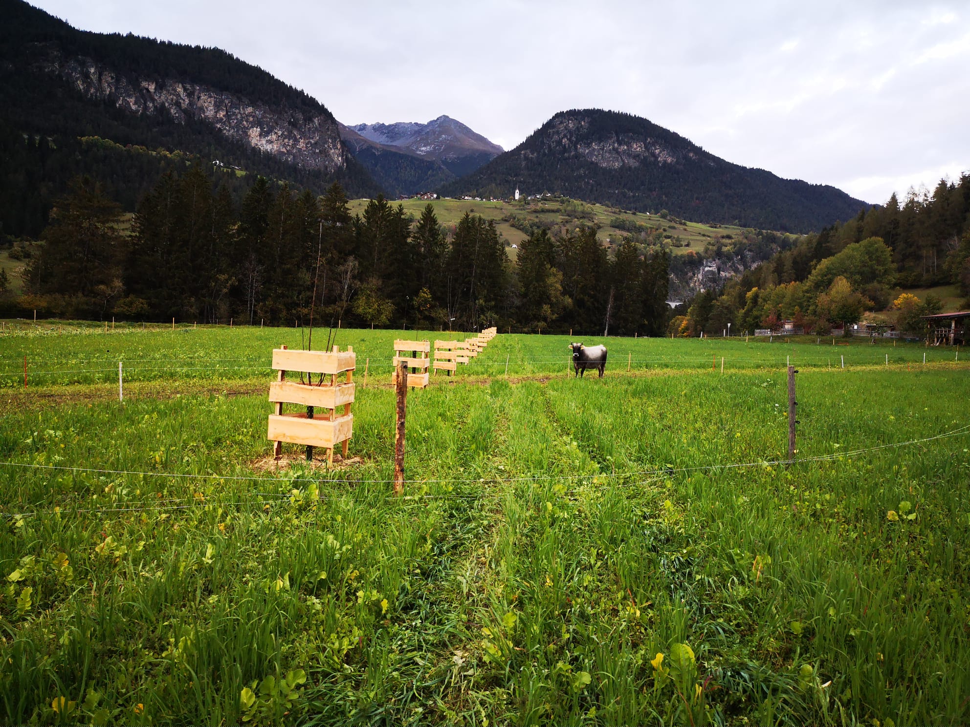 Agroforst-Anlage auf dem Biohof Las Sorts (Quelle: Las Sorts)