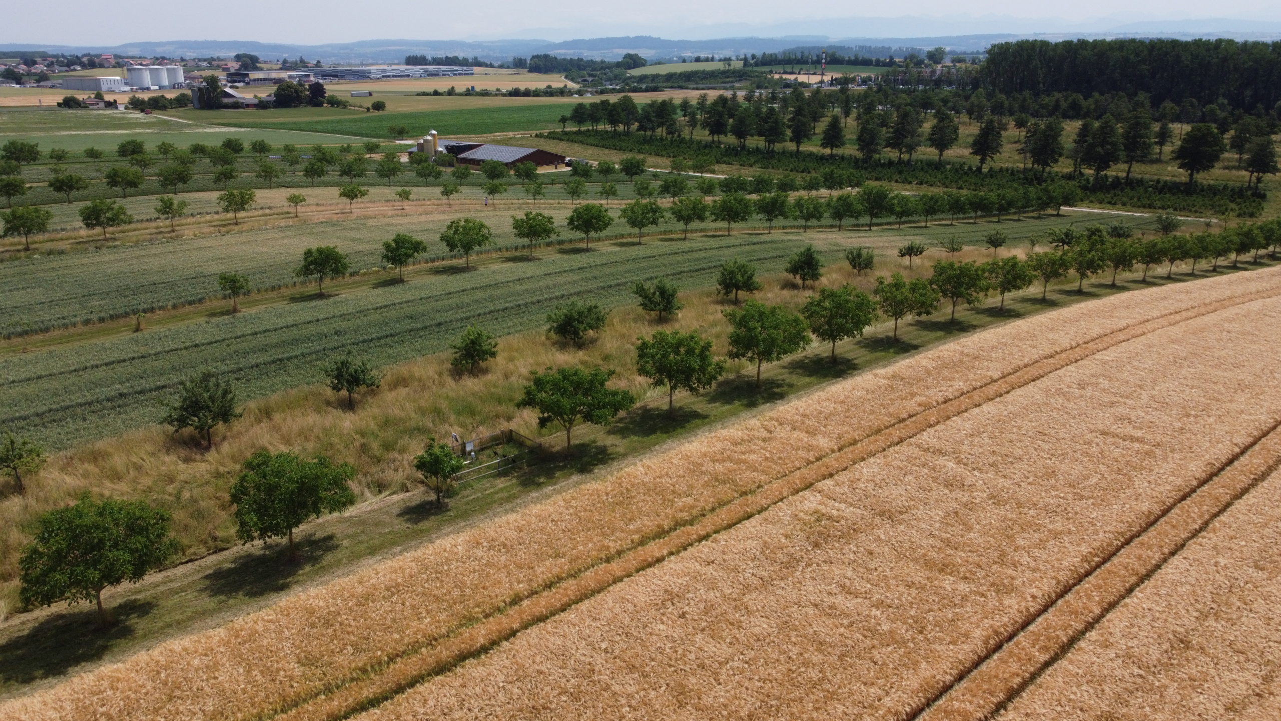 Agroforst mit Nussbäumen bei der Domaine du Bugnonet