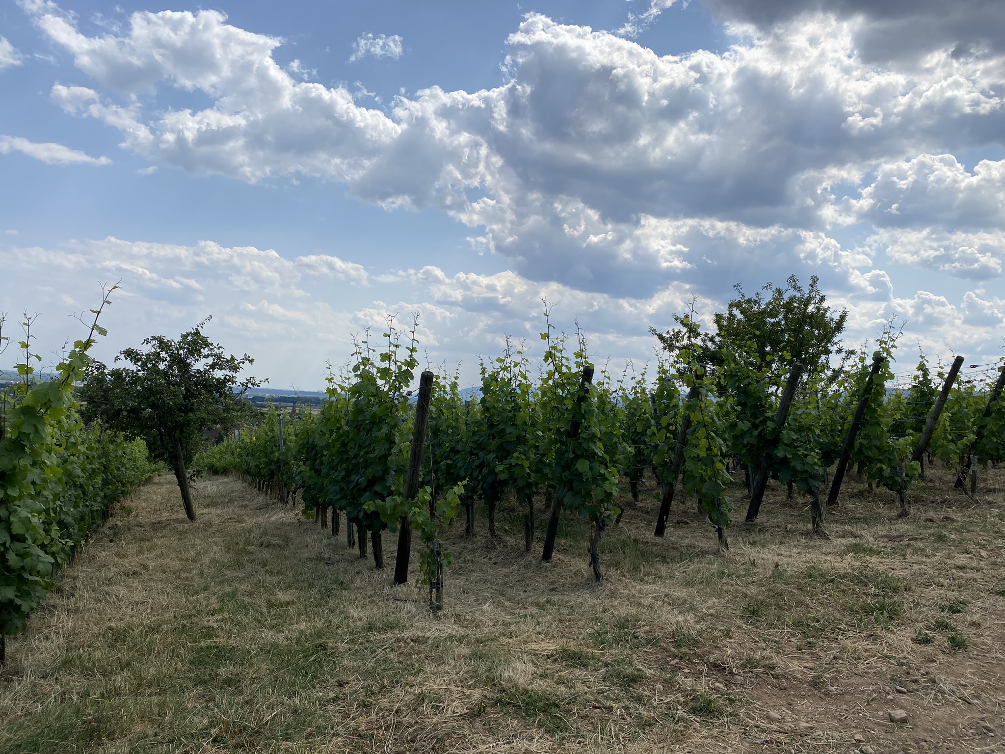 Agroforst im Weinbau - Vitiforstsysteme (Quelle: Linnéa Hauenstein. FIBL)