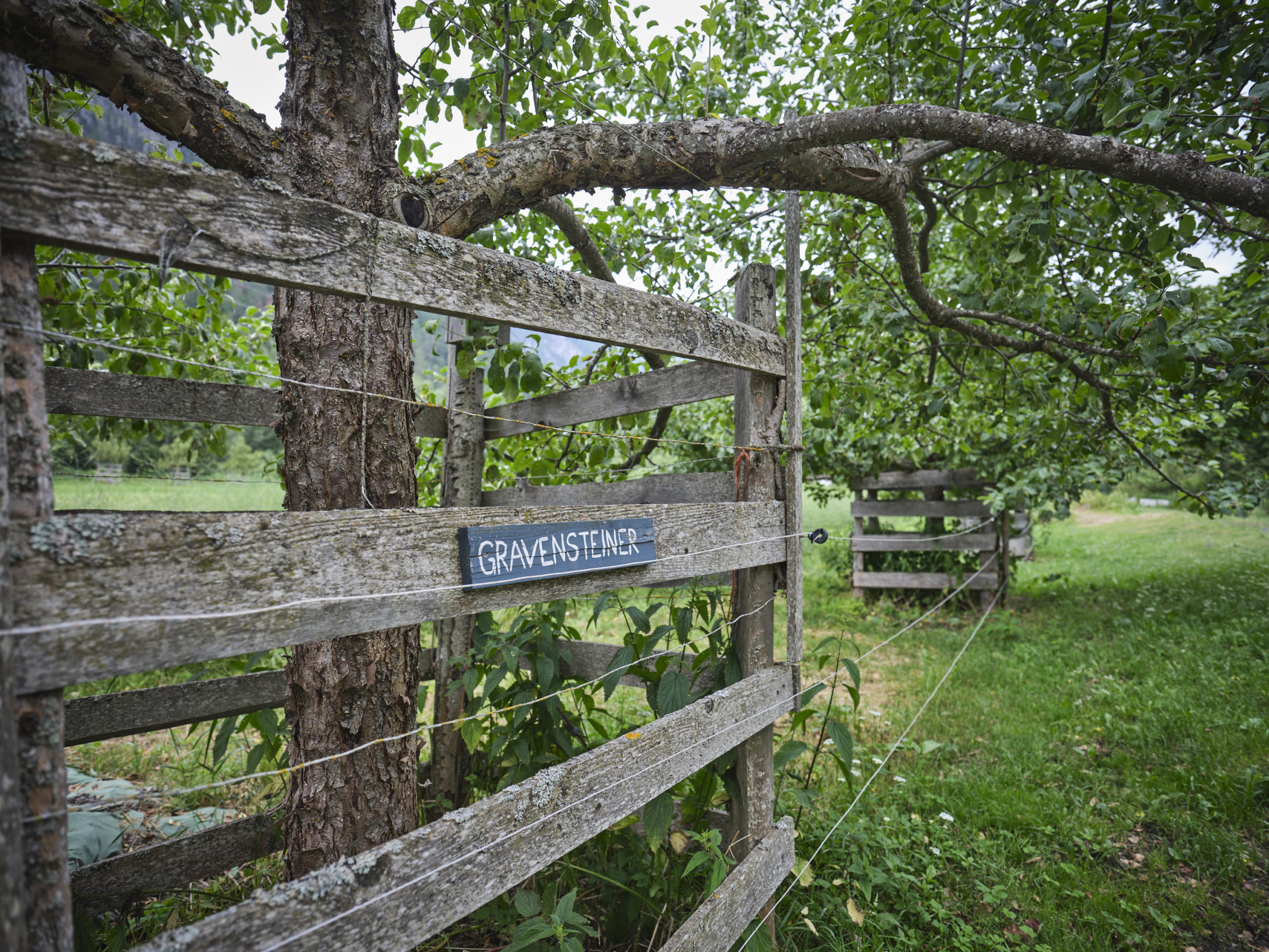 Schutzmassnahmen im Agroforst (Quelle: Biohof Las Sorts)