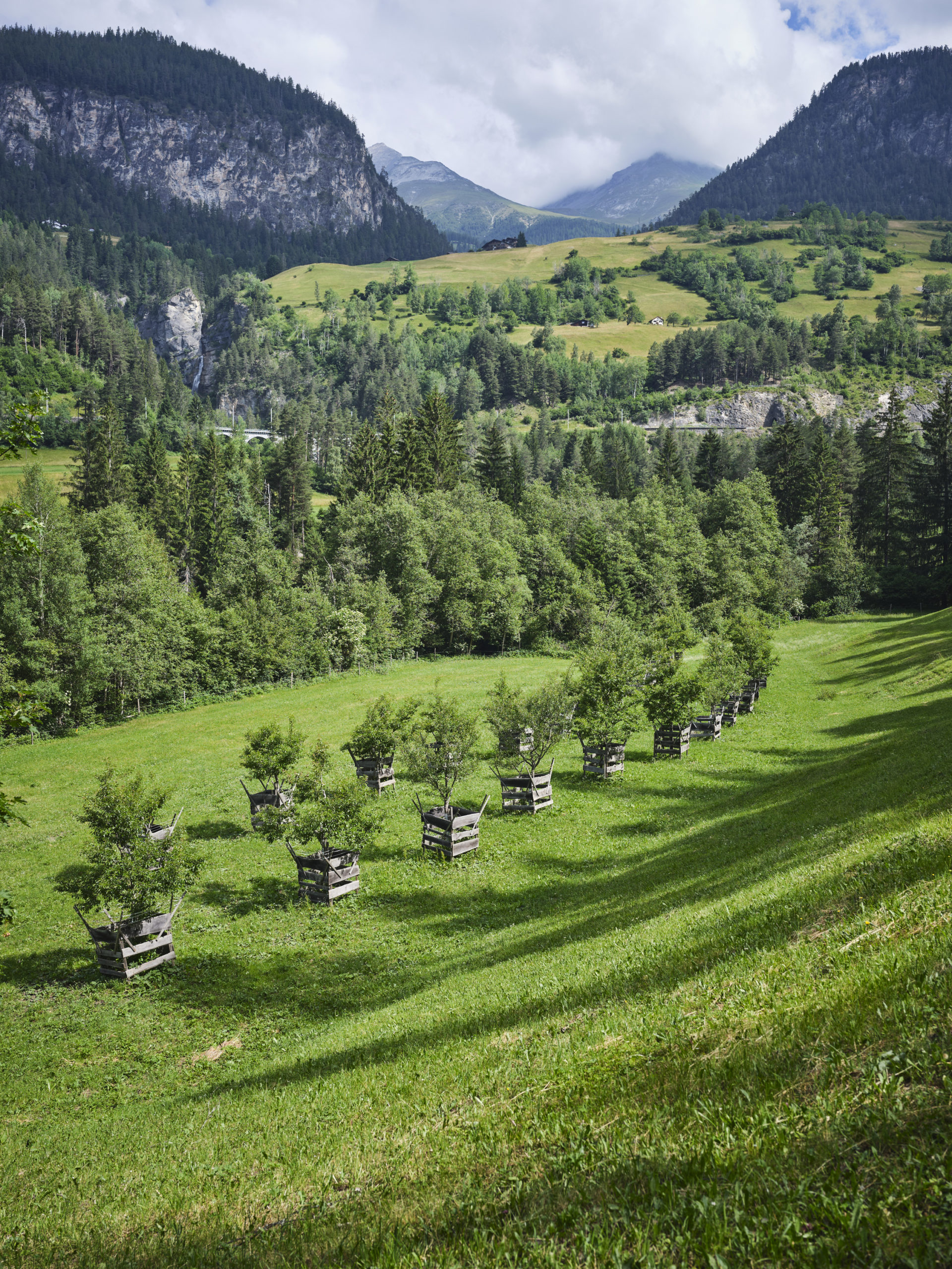 Drohnenbildaufnahme Agroforst Las Sorts (Quelle: Las Sorts)